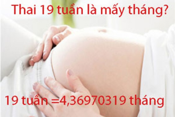 Giải đáp thai 19 tuần là mấy tháng, hình ảnh, chỉ cân nặng