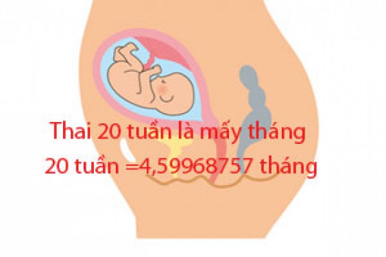 Thai 20 tuần là mấy tháng chỉ số phỏng đoán