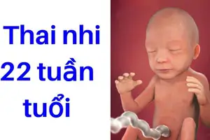 Thai 22 tuần là bao nhiêu tháng chỉ số hình ảnh