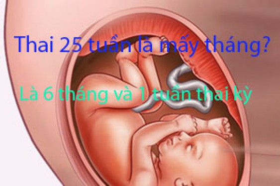 Bầu 25 tuần là mấy tháng sự phá triển của thai nhi