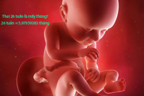 Thai 26 tuần là mấy tháng