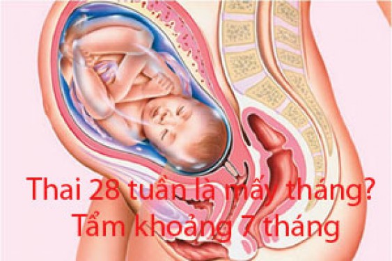 Bầu 28 tuần là mấy tháng, hình ảnh thai nhi
