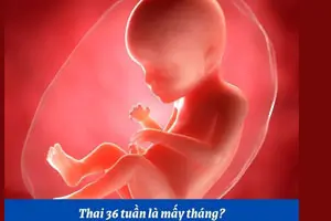 Thai 36 tuần là bao nhiêu ngày tháng