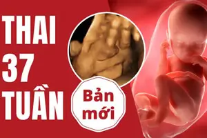 Thai 37 tuần là bao nhiêu tháng