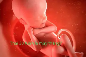 Bầu 29 tuần là mấy tháng, chỉ số thai, hình ảnh