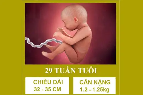 Thai 29 tuần tuổi phát triển như thế nào?