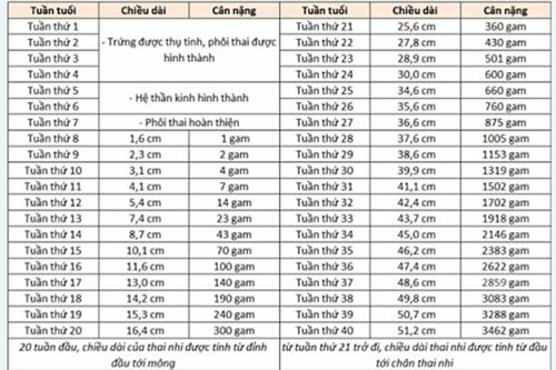 Chỉ số thai nhi 13 tuần