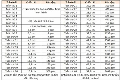 Chỉ số thai nhi 15 tuần