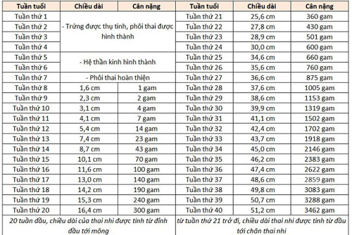 Chỉ số thai nhi 27 tuần