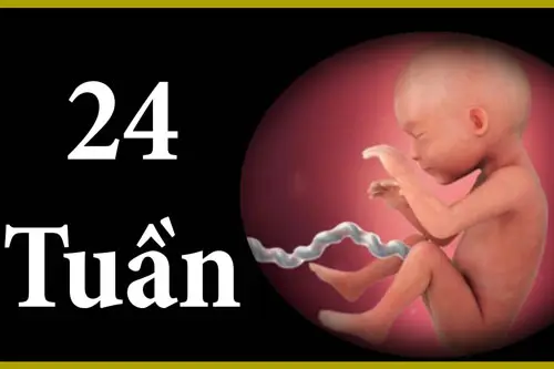 Hình ảnh thai nhi tuần thứ 24