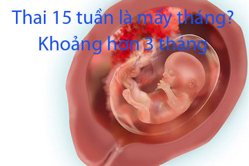 Thai 15 tuần là mấy tháng?