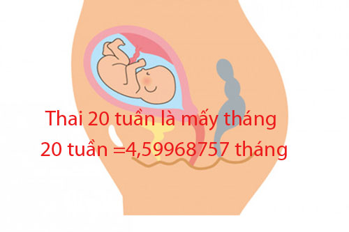 Thai 20 tuần là mấy tháng
