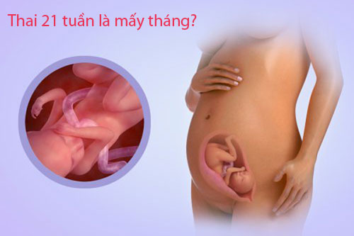Thai 21 tuần là mấy tháng?