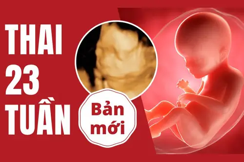 Thai 23 tuần là mấy tháng, hình ảnh