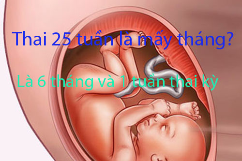Thai 25 tuần là mấy tháng?