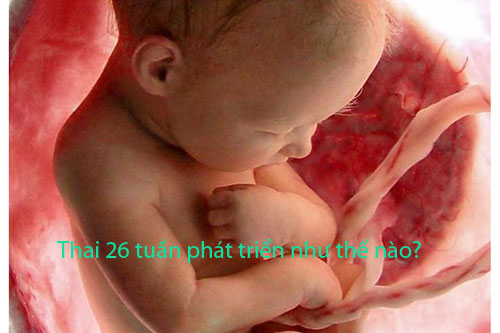 Thai 26 tuần phát triển như thế nào?
