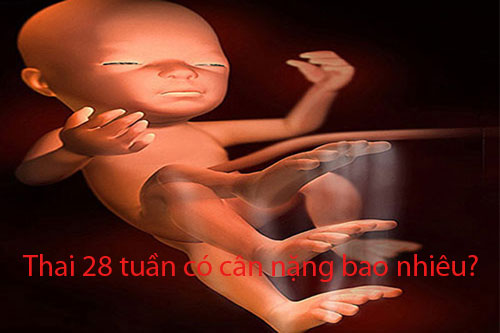 Thai 28 tuần có cân nặng bao nhiêu?