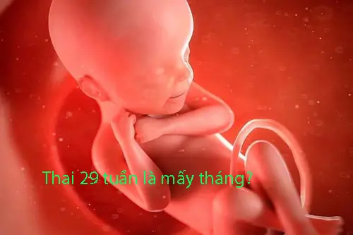 Thai 29 tuần là mấy tháng, chỉ số thai, hình ảnh