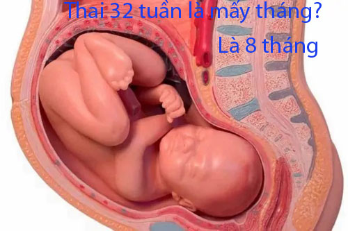 Thai 32 tuần là mấy tháng