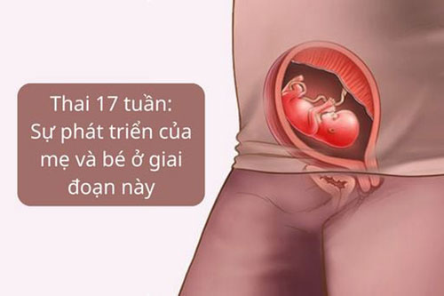 Thay đổi giữa mẹ và thai nhi 17 tuần tuổi